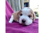 Beagle Puppy for sale in Colville, WA, USA