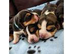 AKC Beagle Pups