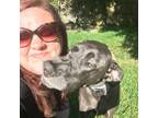 Experienced Pet Sitter in Tupelo, MS Trustworthy & Affordable Care