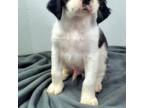 English Springer Spaniel Puppy for sale in Manning, SC, USA