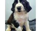 English Springer Spaniel Puppy for sale in Manning, SC, USA