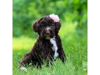 Portuguese Water Dog Puppy for sale in Dundee, OH, USA