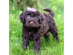 Portuguese Water Dog Puppy for sale in Dundee, OH, USA