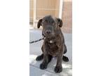 Adopt Blackie a Pit Bull Terrier, Chow Chow