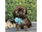 Poodle (Toy) Puppy for sale in Patterson, GA, USA