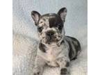 French Bulldog Puppy for sale in Cantonment, FL, USA