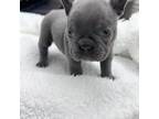 French Bulldog Puppy for sale in Cantonment, FL, USA