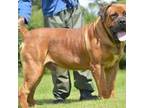 Boerboel Puppy for sale in Saint Louis, MO, USA