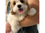 Cavapoo Puppy for sale in Saint Cloud, FL, USA