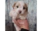 Maltipoo Puppy for sale in Mansfield Center, CT, USA