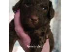 Mutt Puppy for sale in Mansfield Center, CT, USA