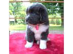 Newfoundland Puppy for sale in Belding, MI, USA