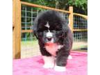 Newfoundland Puppy for sale in Belding, MI, USA