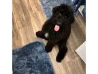 Goldendoodle Puppy for sale in Ellicott City, MD, USA