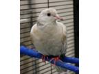 Adopt Ceiling Fan a Dove