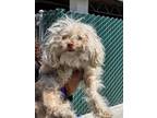 Adopt CLARICE a Poodle