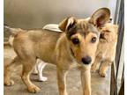 Adopt ARIZONA a German Shepherd Dog, Mixed Breed