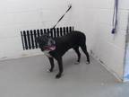 Adopt LISA a Pit Bull Terrier