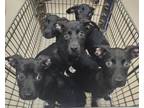 Adopt 19040 a Hound, Pit Bull Terrier