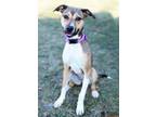 Adopt MILLIE a Beagle, Mixed Breed
