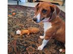 Adopt Flame a Dachshund