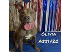 Adopt OLIVIA a Mixed Breed