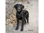 Adopt Ebony a Labrador Retriever