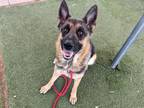 Adopt MAVIS a German Shepherd Dog