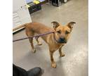Adopt CAPRICORN a Black Mouth Cur, Mixed Breed