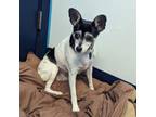 Adopt Lilly a Rat Terrier