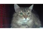 Adopt EPIPHANY* a Maine Coon