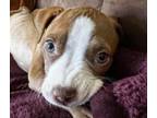 Adopt LOLA* a Pit Bull Terrier