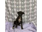 Adopt BUTTER PECAN a American Staffordshire Terrier, Mixed Breed