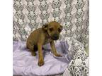 Adopt VANILLA BEAN a American Staffordshire Terrier, Mixed Breed