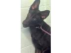 Adopt A689988 a German Shepherd Dog