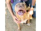 Adopt NALA a Pit Bull Terrier