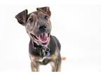 Adopt Emmylou a Pit Bull Terrier
