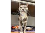 Adopt BISCUITS a Domestic Short Hair