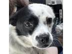 Adopt LADY DEE a Mixed Breed