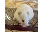 Adopt Mrs Cheveley a Hamster
