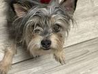 Adopt CURLY a Yorkshire Terrier, Mixed Breed