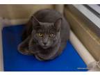 Adopt Betsy a Russian Blue