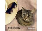 Adopt MISS KITTY a Domestic Short Hair