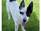 Adopt PEPPER a Australian Cattle Dog / Blue Heeler