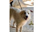 Adopt PERLA a Great Pyrenees