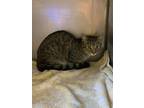 Adopt PENNY* a Domestic Short Hair