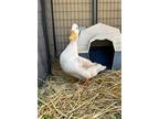 Adopt AFLAC a Duck