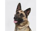 Adopt SYDNEY a German Shepherd Dog