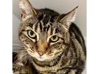 Adopt Phoenicia (bonded w/Willow) a Domestic Short Hair