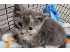 Adopt MORTIE THE TORTIE a Domestic Short Hair